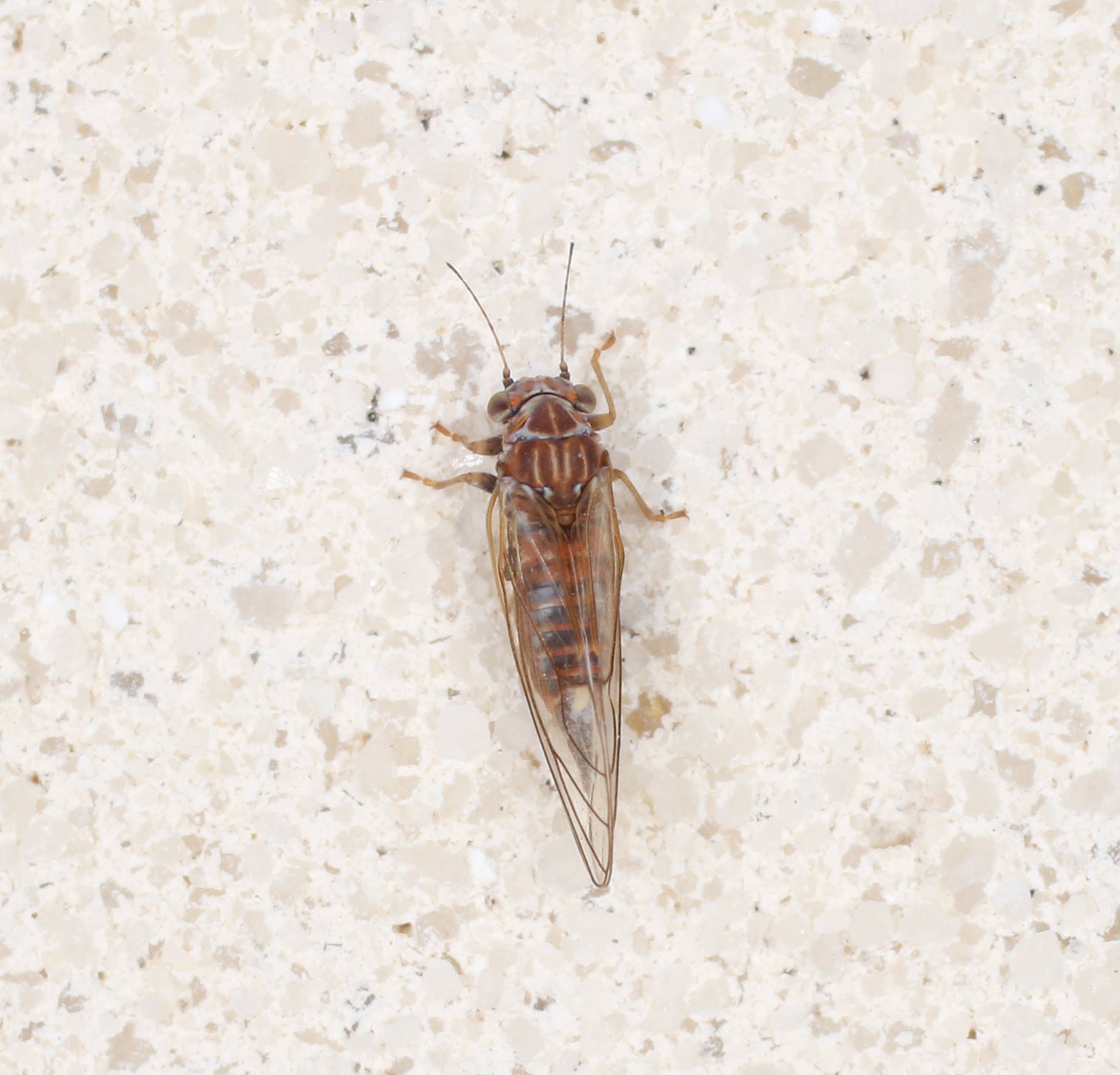 Psyllidae da ID